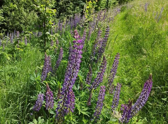 Srokowski Dwor 1 - Dom Ochmistrza Prázdninový dům